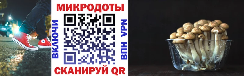 даркнет сайт Миллерово Псилоцибиновые грибы Psilocybe